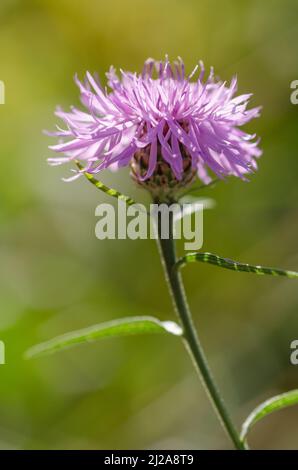 Centaurea jacea, conosciuta come zognata bruna o brownray, pianta erbacea perenne testa di fiore viola, fiori selvatici close-up, Germania, Europa Foto Stock