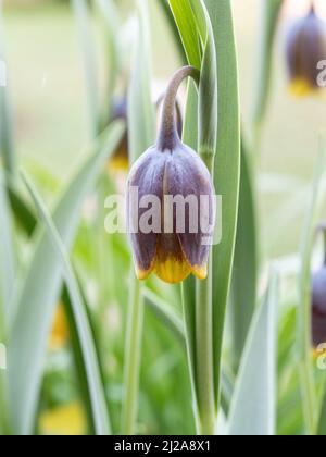 Un primo piano di un unico mogano e fiore giallo a forma di campana di Fritillaria uva-vulpis Foto Stock