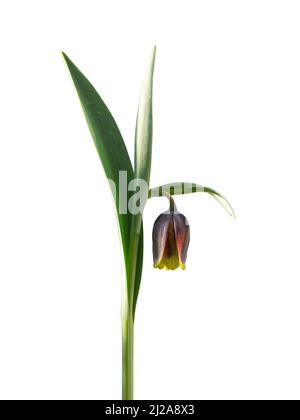 Un primo piano di un unico mogano e fiore giallo a forma di campana di Fritillaria uva-vulpis su uno sfondo bianco chiaro Foto Stock