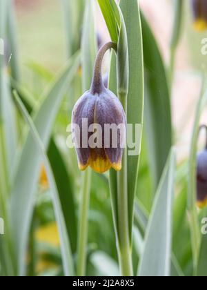 Un primo piano di un unico mogano e fiore giallo a forma di campana di Fritillaria uva-vulpis Foto Stock