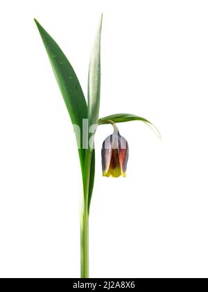 Un primo piano di un unico mogano e fiore giallo a forma di campana di Fritillaria uva-vulpis su uno sfondo bianco chiaro Foto Stock