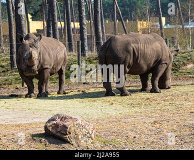 Rinoceronti in piedi Godetevi il sole in uno zoo chiamato parco safari Beekse Bergen a Hilvarenbeek, Noord-Brabant, Paesi Bassi Foto Stock