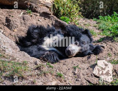 L'orso di sloth sdraiato giù e gode il sole nella sua riserva in uno zoo chiamato parco safari Beekse Bergen in Hilvarenbeek, Noord-Brabant, Paesi Bassi Foto Stock