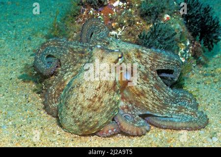 Polpo venato (Octopus marginatus), Egitto, Mar Rosso Foto Stock