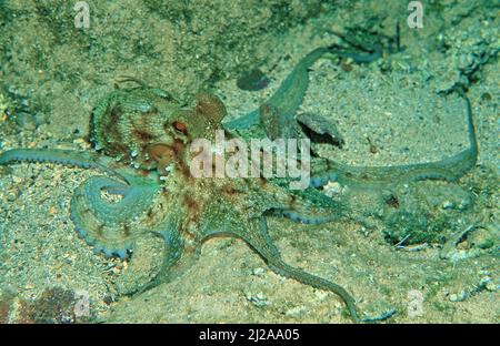 Comune Octopus (Octopus vulgaris), Corsica, Francia Foto Stock