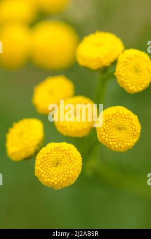 Tanacetum vulgare, macro fotografia di fiori comuni giallo tansy con germogli rotondi Foto Stock