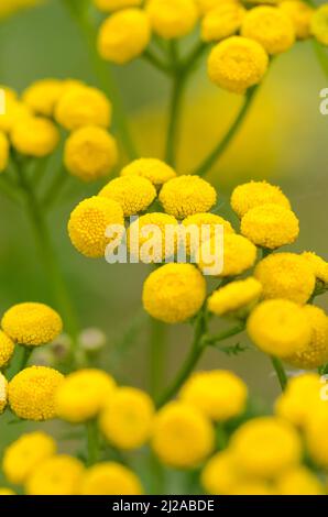 Tanacetum vulgare, macro fotografia di fiori comuni giallo tansy con germogli rotondi Foto Stock