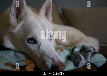 Husky che si trova sul lettino Foto Stock