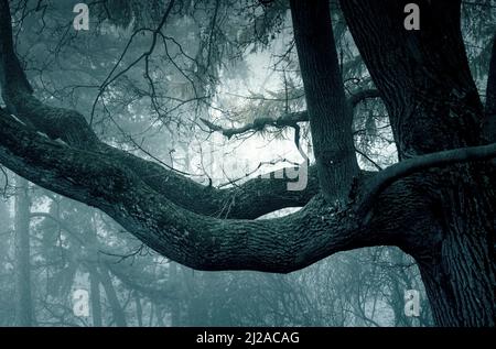Spooky spaventoso foresta, primo piano di un vecchio albero in foresta di nebbia Foto Stock