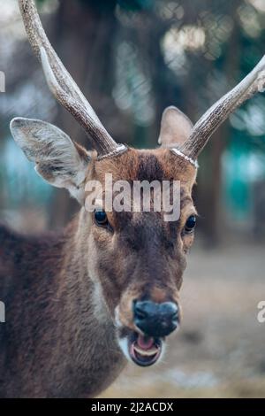 Primo piano bellissimo cervi maschio sika o cervi avvistati su sfondo sfocato guardando la fotocamera. Foto di alta qualità Foto Stock