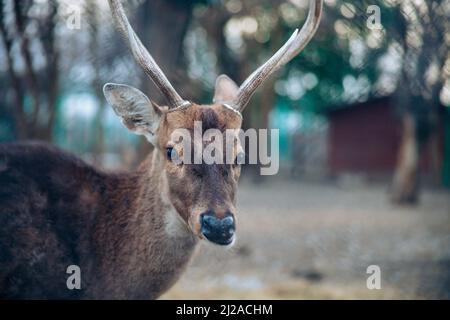 Primo piano bellissimo cervi maschio sika o cervi avvistati su sfondo sfocato guardando la fotocamera. Foto di alta qualità Foto Stock