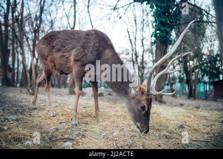 Un bel cervo maschio che mangia erba in una giornata nuvolosa nella foresta. Enormi antlers sulla sua testa. Mammifero stupefacente. Foto di alta qualità Foto Stock