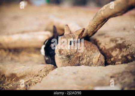 Adorabile coniglio marrone si erge a terra. Il coniglietto marrone adolescente si siede tra i fori nel terreno. Foto di alta qualità Foto Stock