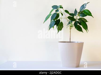 Verde houseplant su una scrivania bianca, scaffale di fronte al muro bianco beige, spazio per il testo Foto Stock
