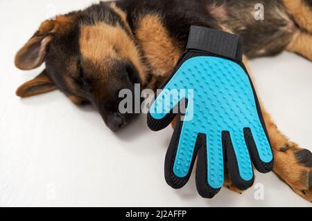 Vista dall'alto del pastore tedesco cucciolo che dorme tranquillamente sul pavimento con guanti blu punteggiati. Raccolto di carino nero e marrone cane napping isolato su sfondo bianco. Concetto di animali domestici. Foto Stock