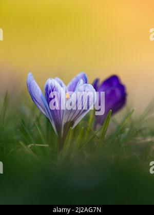 Fauna selvatica sparata di cocchi in erba all'inizio della primavera. Crocus in primavera con sunblurry alba sullo sfondo. Fiori di Crocus al tramonto Foto Stock