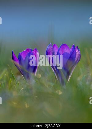 Fauna selvatica sparata di cocchi in erba all'inizio della primavera. Crocus in primavera con sunblurry alba sullo sfondo. Fiori di Crocus al tramonto Foto Stock