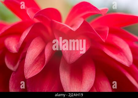 petali di fiori rossi sfocati, sfondo naturale astratto, carta da parati, primo piano vista presa in profondità di campo poco profonda Foto Stock