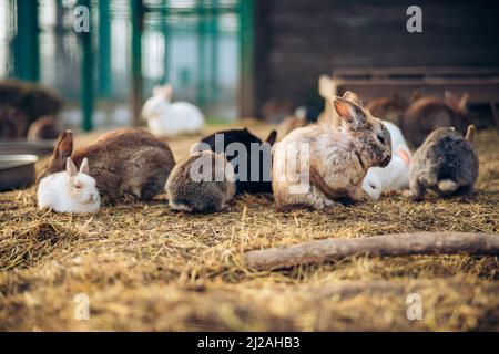 Coniglietti adorabili carini che si abbraccia insieme in una fattoria. I fori scavati nel terreno sono la loro casa. Foto di alta qualità Foto Stock