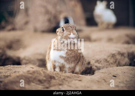 Adorabile coniglio marrone si erge a terra. Il coniglietto marrone adolescente si siede tra i fori nel terreno. Foto di alta qualità Foto Stock