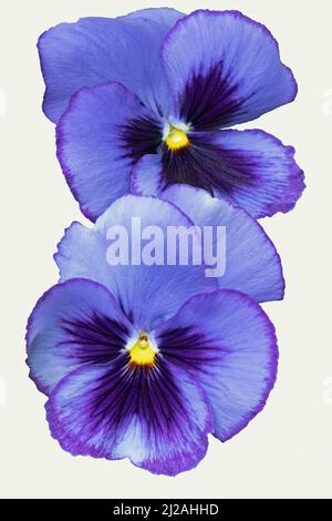 Due panties viola blu Foto Stock