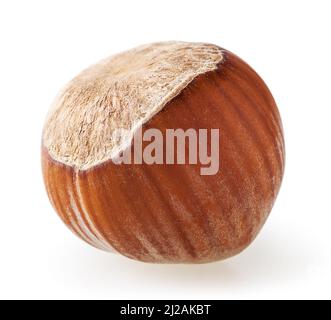 Nocciola isolata su sfondo bianco con percorso di ritaglio Foto Stock