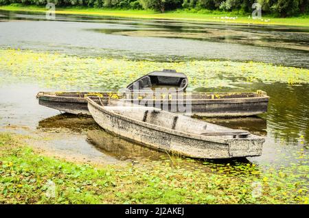 Dimenticati, dilapidati, barche da pesca in legno in uno stagno vicino Kovilj, ormeggiato lungo la costa. Foto Stock