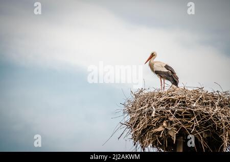 Una famiglia di cicogne selvatiche in una zona popolata in un nido su un polo elettrico. Foto Stock