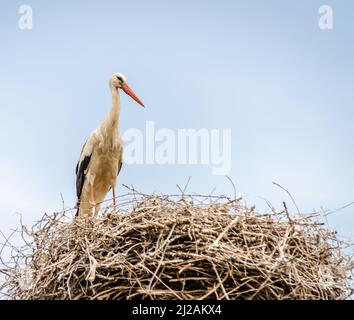 Una famiglia di cicogne selvatiche in una zona popolata in un nido su un polo elettrico. Foto Stock