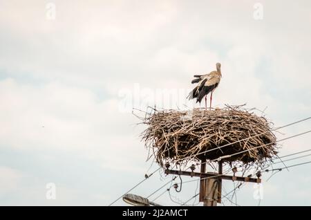 Una famiglia di cicogne selvatiche in una zona popolata in un nido su un polo elettrico. Foto Stock