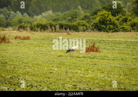 L'uccello della cicogna bianca cammina attraverso la radura di fronte alla foresta. Foto Stock