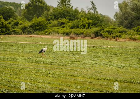L'uccello della cicogna bianca cammina attraverso la radura di fronte alla foresta. Foto Stock