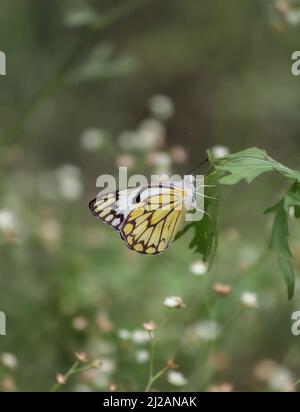Una farfalla gialla arroccata su una foglia Foto Stock