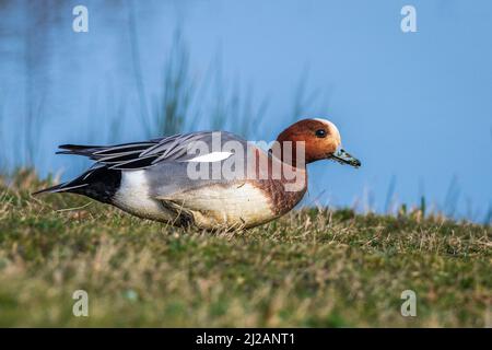 Wigeon (Anas penelope) che si nutrono di erba Foto Stock