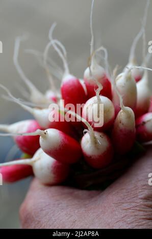 contiene un mazzetto di ravanelli coltivati in modo biologico appena raccolti Foto Stock