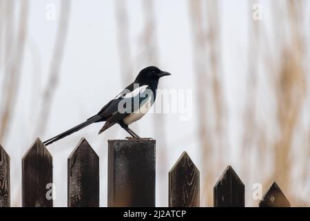 Primo piano di un magpie eurasiatico o magpie comune (Pica pica) seduta su una recinzione durante la primavera in giorno di sole Foto Stock