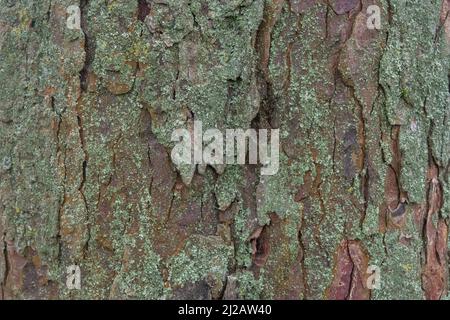 Albero corteccia astratto naturale goffrato legno texture natura pelle vecchio verde motivo sfondo. Foto Stock