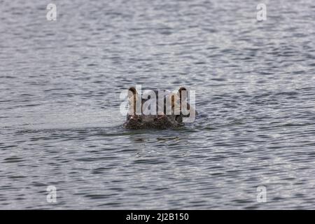 Hippo nuoto nel lago Haro, Akagera National Park, Rwanda orientale, Africa Foto Stock