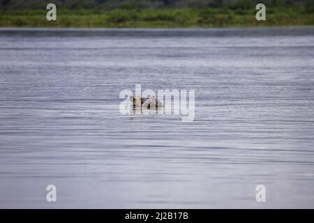 Hippo nuoto nel lago Haro, Akagera National Park, Rwanda orientale, Africa Foto Stock