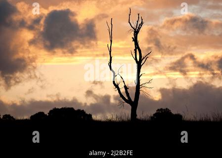 Tramonto con silhouette di alberi contro un ardente del cielo della sera con nuvole drammatico Cannock Chase Country Park Staffordshire, Inghilterra, Foto Stock