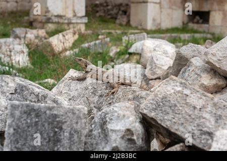 Lucertola o iguana al complesso del tempio di Uxmal in Yucatan, Messico, orizzontale Foto Stock