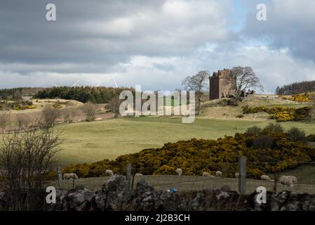 Pecora punteggiata la collina nelle colline di Ochil 31 marzo 2022, appena a sud di Crief, Scozia. I resti di un edificio medievale possono essere visti in contrasto con le pale delle moderne turbine eoliche. Foto di Ken Cedeno/Sipa USA Foto Stock