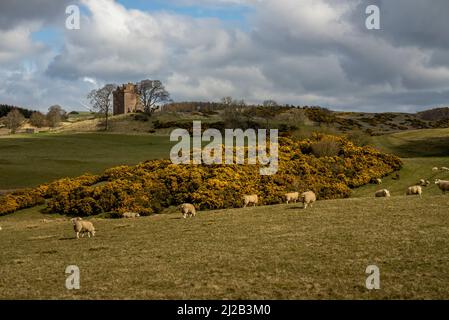 Crief, Regno Unito. 31st Mar 2022. Sheep punteggiano la collina lungo le colline di Ochil 31 marzo 2022 appena a sud di Crief, Scozia. Sullo sfondo si possono vedere i resti di un edificio medievale in contrasto con le pale delle moderne turbine a vento. Foto di Ken Cedeno/Sipa USA Credit: Sipa USA/Alamy Live News Foto Stock