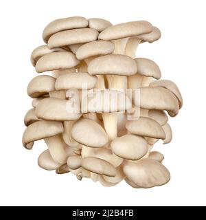 Gruppo di funghi di ostriche freschi, vista frontale. Pleurotus, noto anche come abalone o funghi di albero. Uno dei funghi più coltivati. Foto Stock