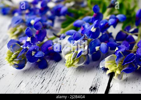 Bluebonnet su sfondo di legno bianco con spazio copia Foto Stock