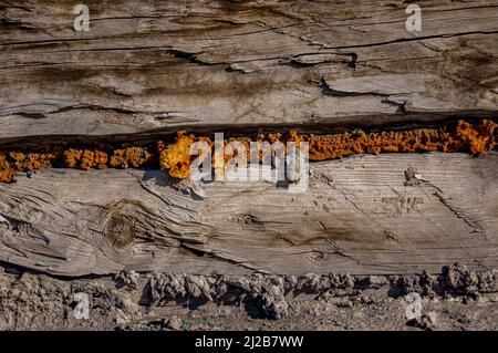 Legno vecchio con la schiuma di costruzione asciugata fuori Foto Stock