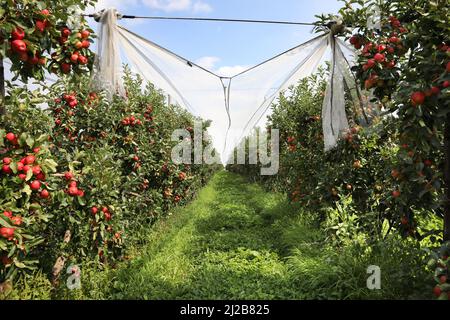 Frutteto di mele: Coltivazione di mele da dessert, mele rosse su un albero di mele prima del raccolto. Alberi di mele ricoperti di reti anti-grandine Foto Stock