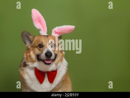 affascinante ritratto di un cane pembroke corgi in rosa orecchie conigliere di pasqua su uno sfondo verde isolato Foto Stock
