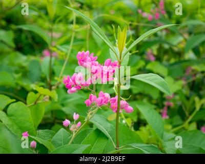 Coral Vine (Antigonon leptopus) comunemente noto come corona della Regina, Coralita, Cadena de Amor, Bee Bush. Fiori rosa nel giardino Foto Stock