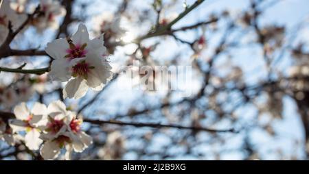 Fiore bianco dei fiori di mandorlo filiale. Alberi da frutto in primavera. Sfondo sfocato, vista ravvicinata con i dettagli. Foto Stock
